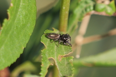 Dendryphantes