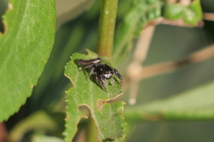 Dendryphantes