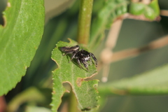 Dendryphantes