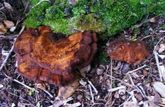 Inocutis ludoviciana