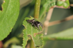 Dendryphantes