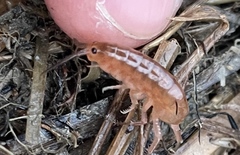 Traskorchestia traskiana