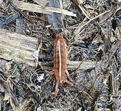 Traskorchestia traskiana