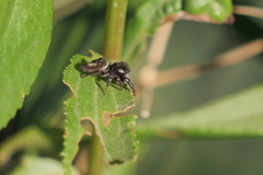 Dendryphantes