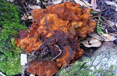 Inocutis ludoviciana