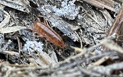 Traskorchestia traskiana