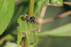 Dendryphantes