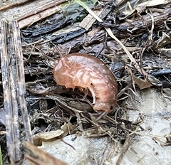 Traskorchestia traskiana