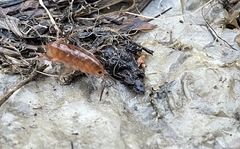 Traskorchestia traskiana