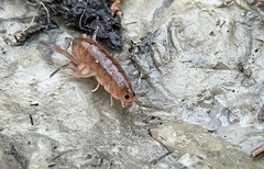 Traskorchestia traskiana