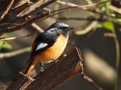 Phoenicurus auroreus