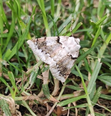Acronyctodes mexicanaria
