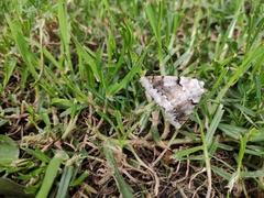 Acronyctodes mexicanaria