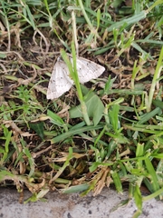 Acronyctodes mexicanaria