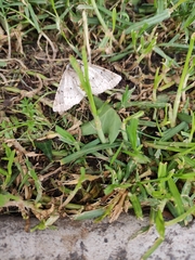 Acronyctodes mexicanaria