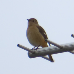 Phoenicurus auroreus