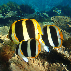 Chaetodon tricinctus