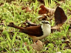 Campylorhynchus chiapensis