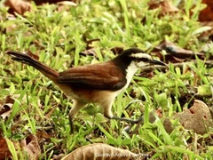 Campylorhynchus chiapensis