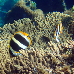 Chaetodon tricinctus