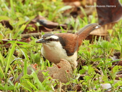 Campylorhynchus chiapensis