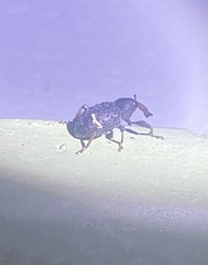 Heilipodus erythrorhynchus