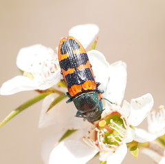 Castiarina crenata