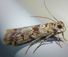 Ancylosis undulatella