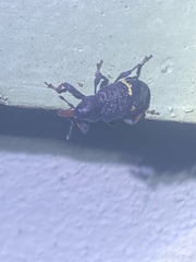 Heilipodus erythrorhynchus