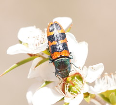 Castiarina crenata
