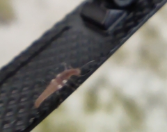 Hemerobiidae