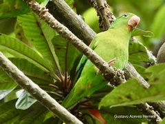 Brotogeris jugularis