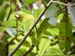 Brotogeris jugularis