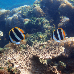 Chaetodon tricinctus