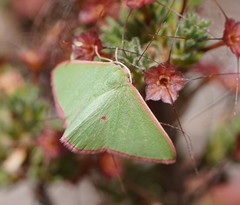 Chlorocoma cadmaria