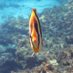 Chaetodon tricinctus