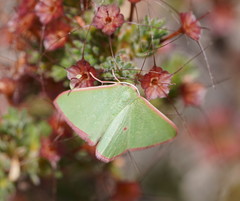 Chlorocoma cadmaria