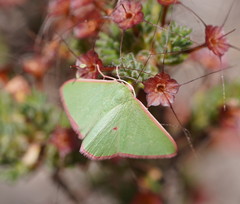 Chlorocoma cadmaria