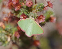 Chlorocoma cadmaria