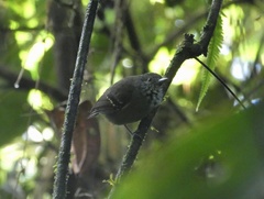 Epinecrophylla fulviventris