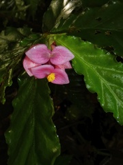 Begonia tonduzii image