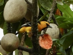Icterus gularis