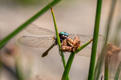 Gomphomacromia paradoxa