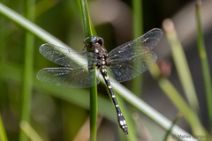 Gomphomacromia paradoxa