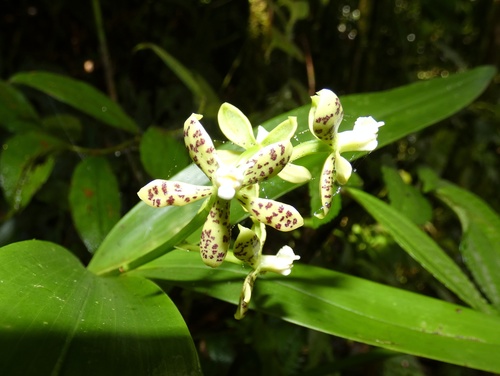 Image of Prosthechea crassilabia by (c) Kai Squires, some rights reserved (CC BY)