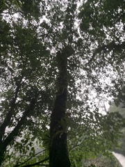 Sapium glandulosum
