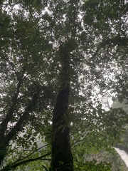 Sapium glandulosum