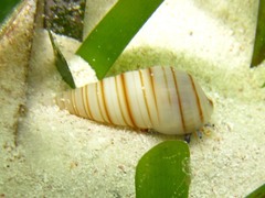 Pyramidella dolabrata