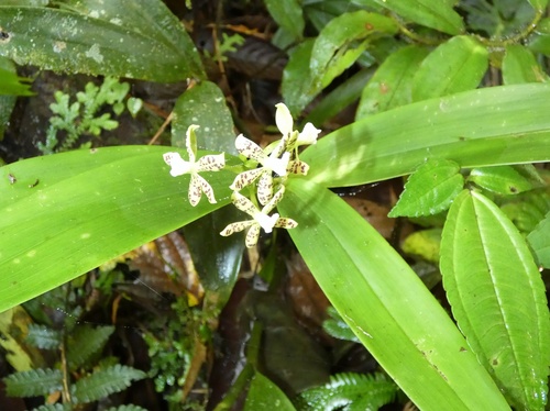 Image of Prosthechea crassilabia by (c) Kai Squires, some rights reserved (CC BY)