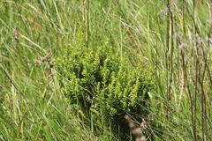 Olearia nummulariifolia